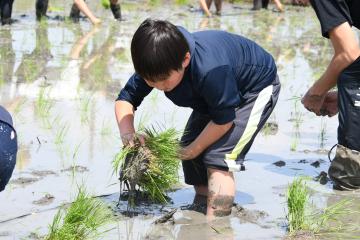 田植え体験をする参加者