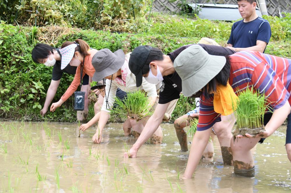 田植えをする参加者たち