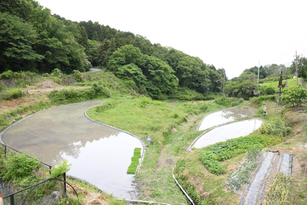 暗峠の棚田