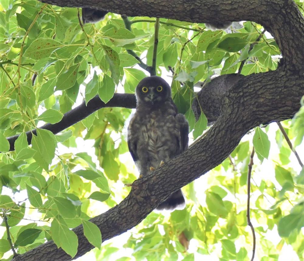 アオバズクのヒナ