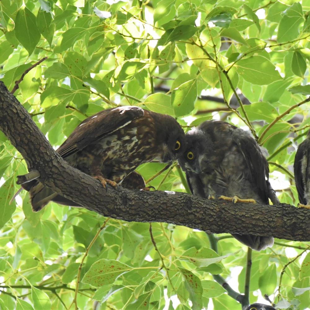 アオバズクの親鳥とヒナ