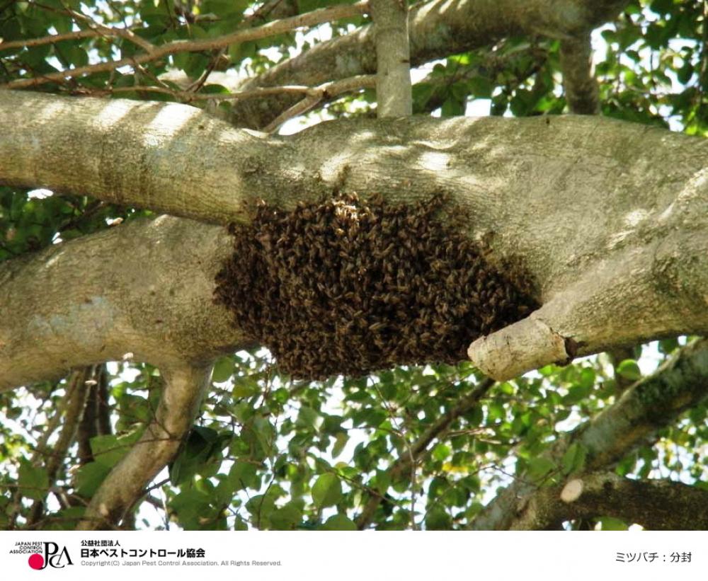 ミツバチが分蜂のため木の幹で休息している様子