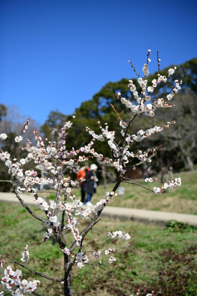 梅の花の写真