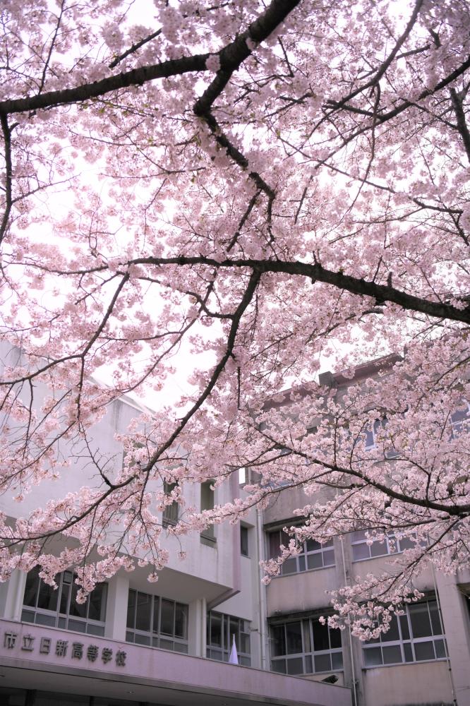 桜満開の日新高校