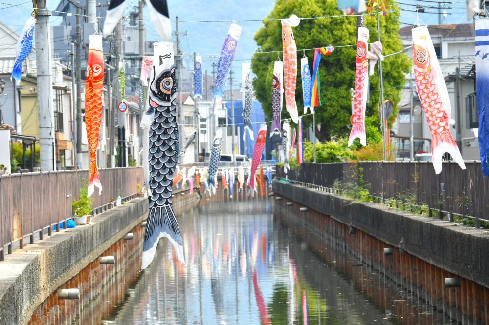 複数のこいのぼりが空を泳ぐ様子