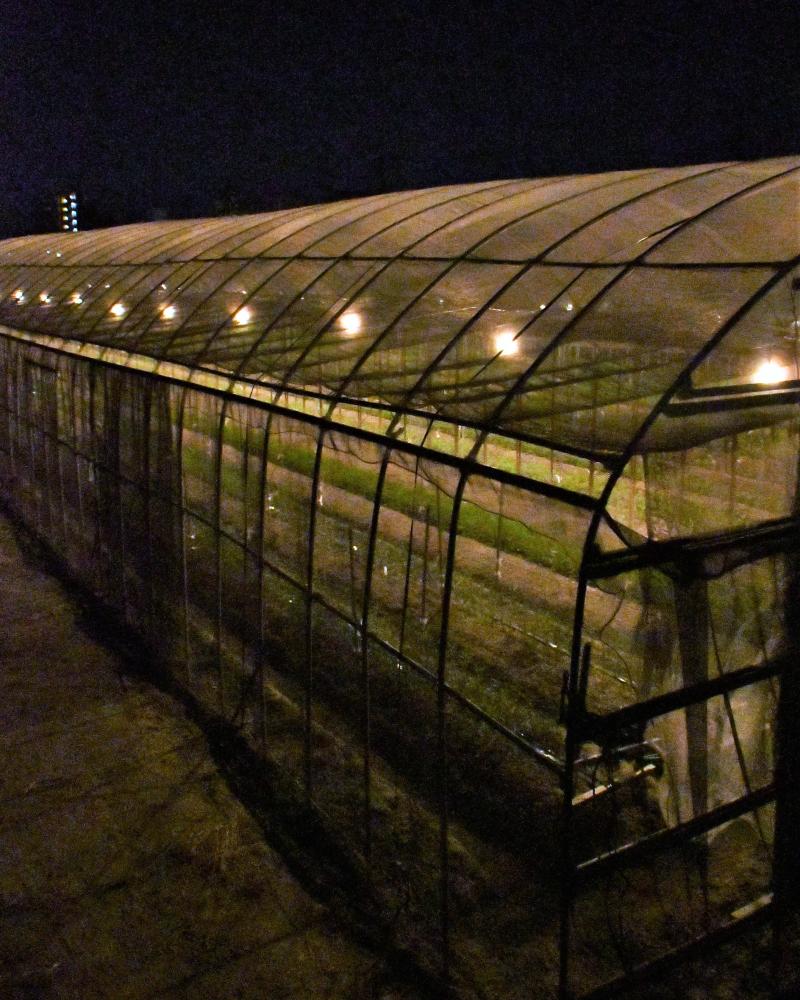 電照菊の畑