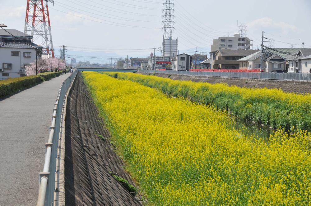H 恩智川の菜の花