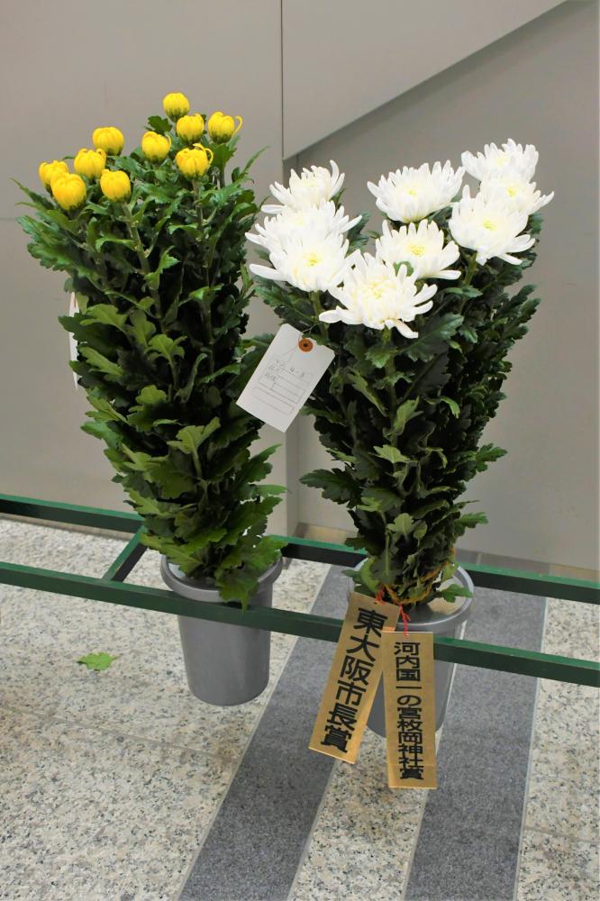 最優秀賞の輪菊(白)