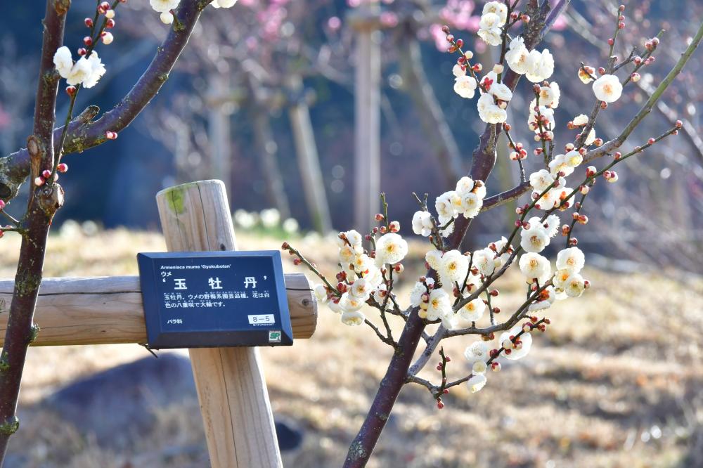 枚岡梅林1