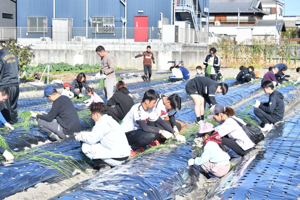 植え付けの様子
