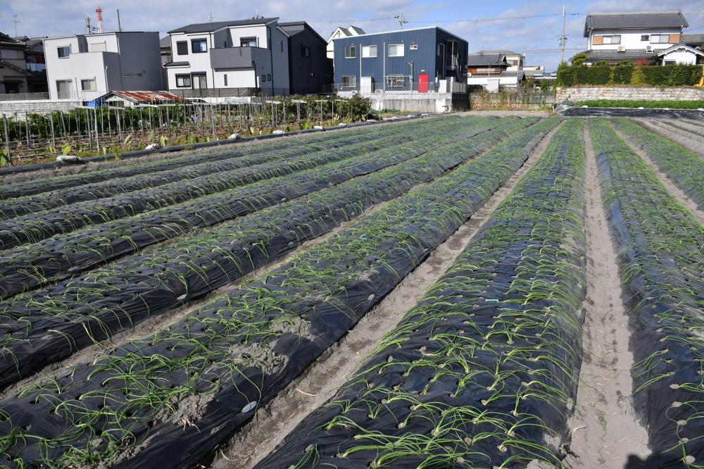 植え付け完了