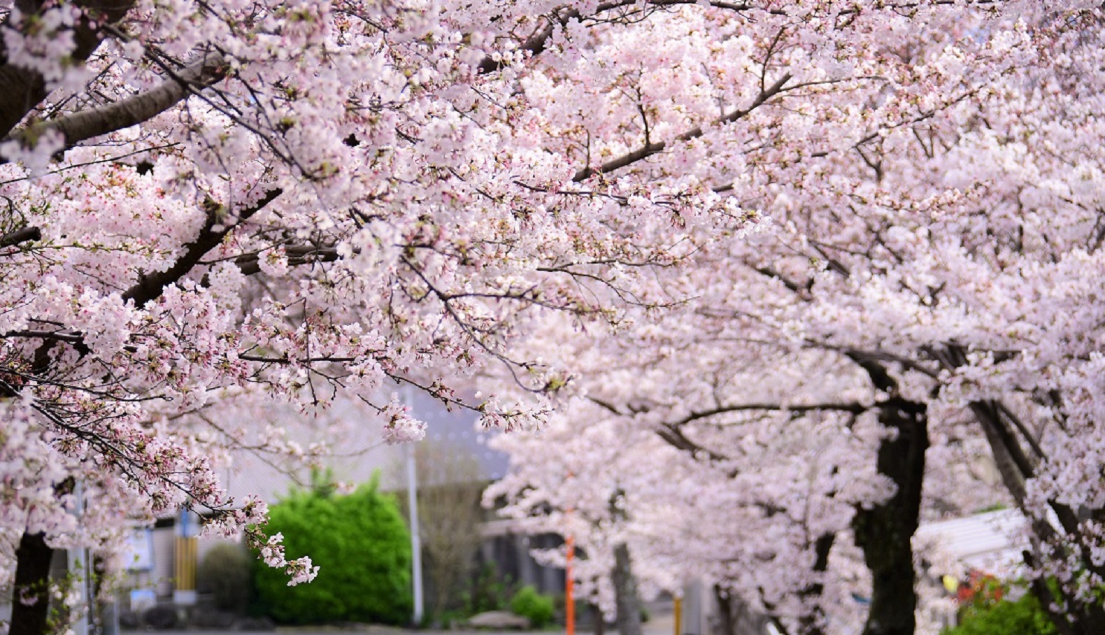 メインビジュアル(河津桜)