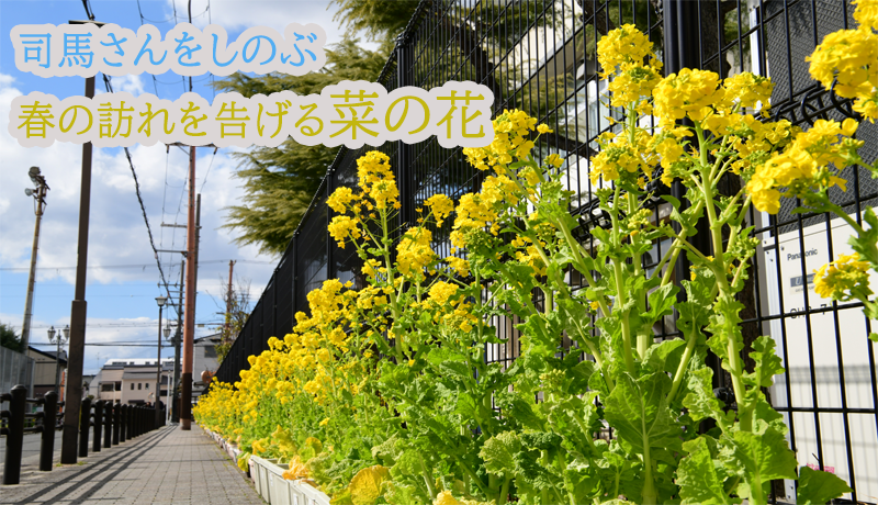菜の花運動