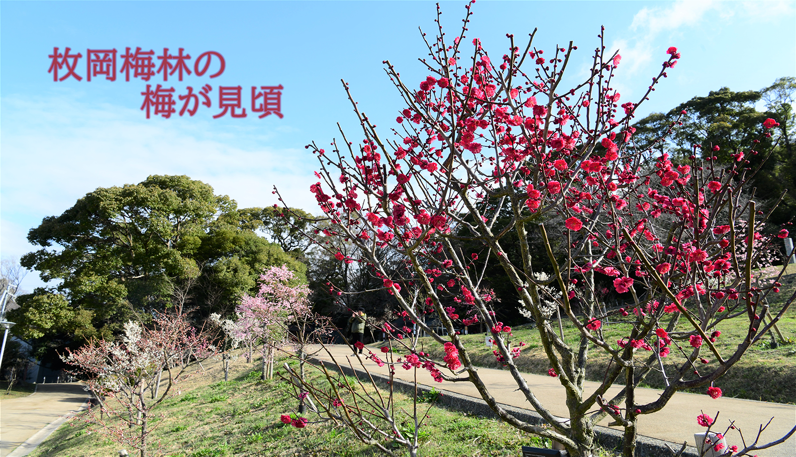 枚岡梅林