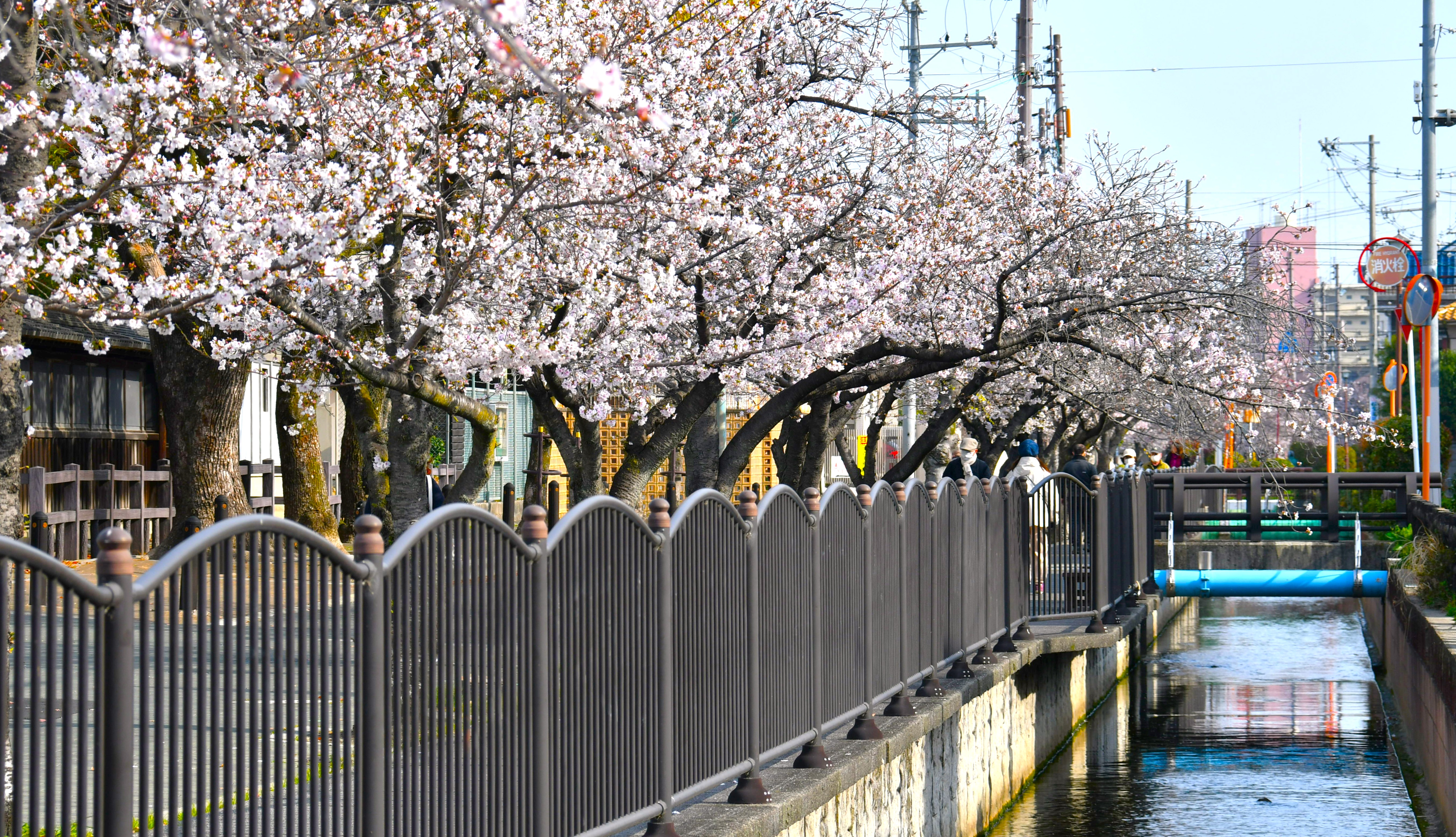 長瀬川の桜