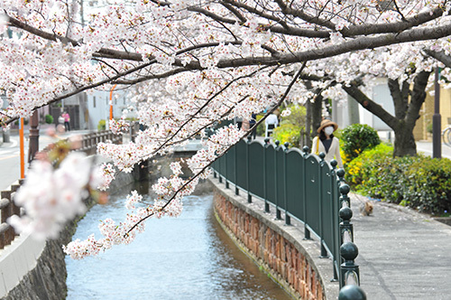 観桜の写真